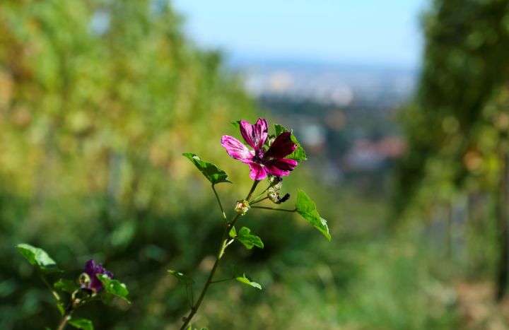 September Weinberge Blume